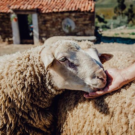 Sertã Quinta Dos Avos Lourenco المظهر الخارجي الصورة